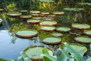 Condomínio de Casas no Jardim Botânico Lançamento Fator nov 2025